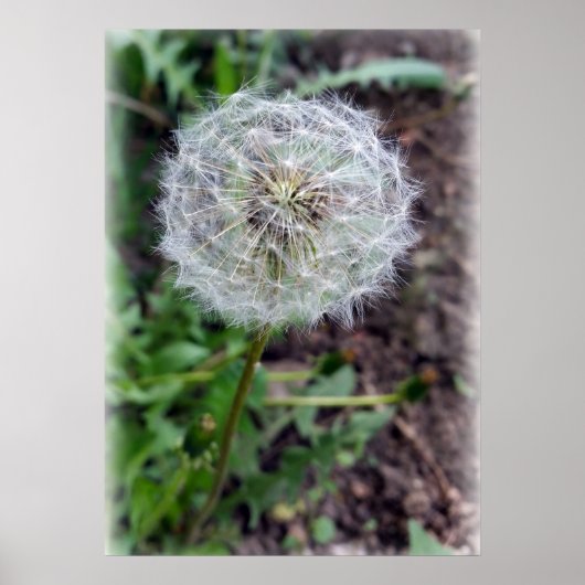 Löwenblüte Poster (Vorne)