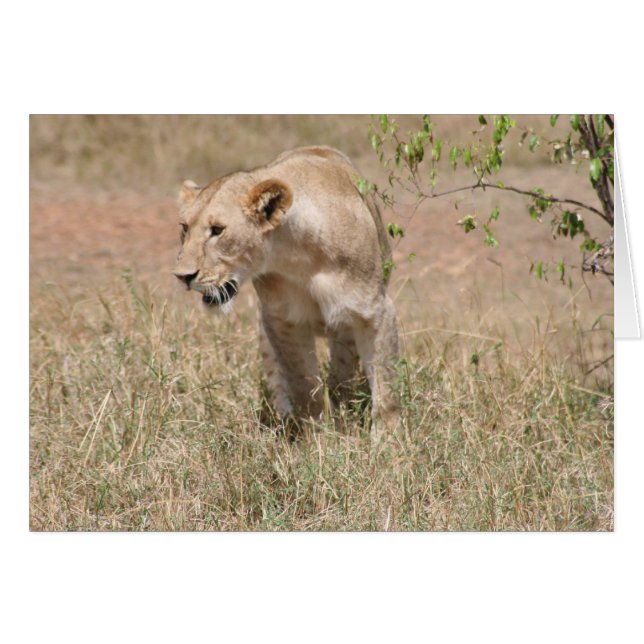 Löwenbohrer (Vorderseite (Horizontal))