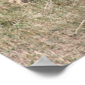 Löwenbohrer Poster (Ecke)