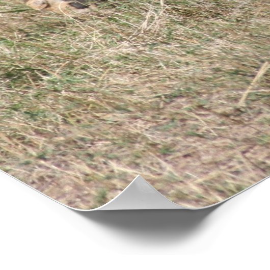 Löwenbohrer Poster (Ecke)