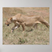 Löwenbohrer Poster (Vorne)