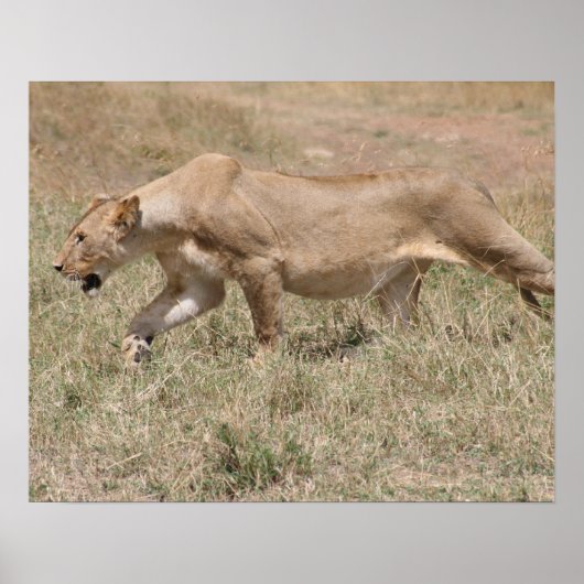 Löwenbohrer Poster (Vorne)