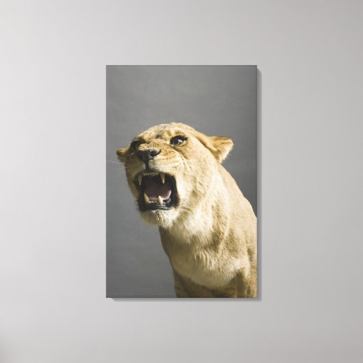 Löwenbrennen 2 leinwanddruck (Vorderseite)
