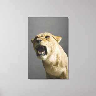 Löwenbrennen 2 leinwanddruck