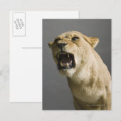 Löwenbrüllen Postkarte (Vorne/Hinten)