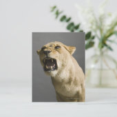 Löwenbrüllen Postkarte (Stehend Vorderseite)