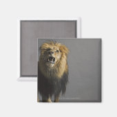 Löwenbrüten Magnet (Vorderseite/Rückseite)