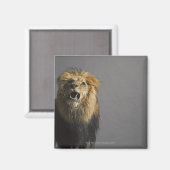 Löwenbrüten Magnet (Vorderseite/Rückseite)