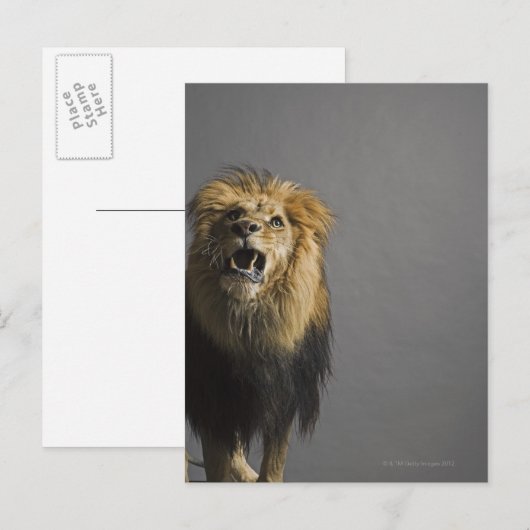 Löwenbrüten Postkarte (Vorne/Hinten)