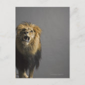 Löwenbrüten Postkarte (Vorderseite)