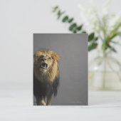 Löwenbrüten Postkarte (Stehend Vorderseite)