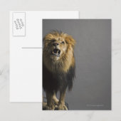 Löwenbrüten Postkarte (Vorne/Hinten)