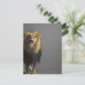 Löwenbrüten Postkarte (Stehend Vorderseite)