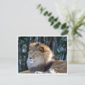 Löwenentspannung Postkarte (Stehend Vorderseite)