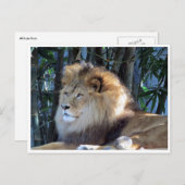 Löwenentspannung Postkarte (Vorne/Hinten)