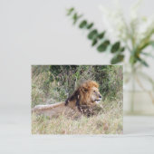 Löwenentspannung Postkarte (Stehend Vorderseite)
