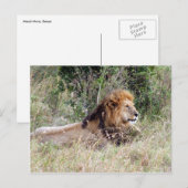 Löwenentspannung Postkarte (Vorne/Hinten)