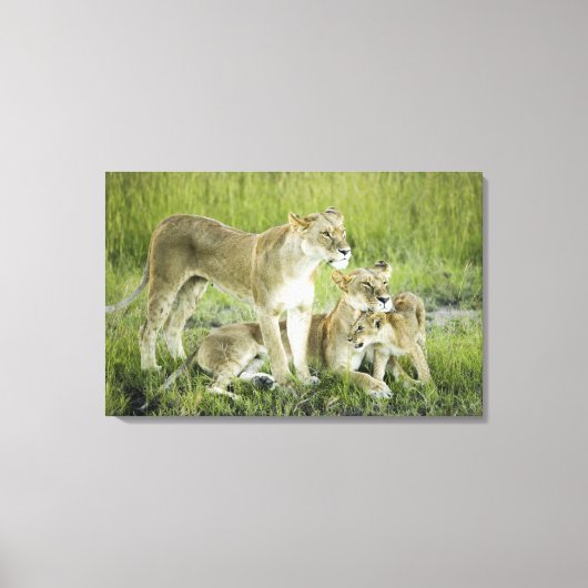 Löwenfamilie in Kenia, Afrika Leinwanddruck (Vorderseite)
