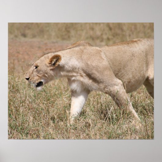 Löwenflansch Poster (Vorne)