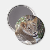 Löwenfront Magnet (Vorderseite/Rückseite)