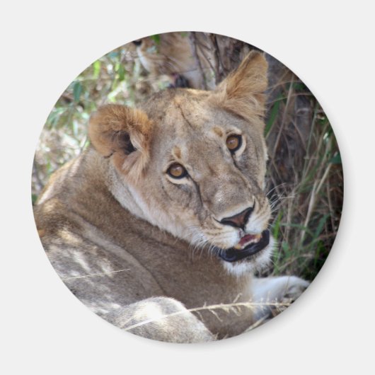 Löwenfront Magnet (Vorne)