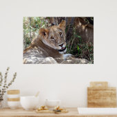 Löwenfront Poster (Küche)