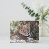 Löwenfront Postkarte (Stehend Vorderseite)