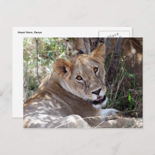 Löwenfront Postkarte (Vorne/Hinten)