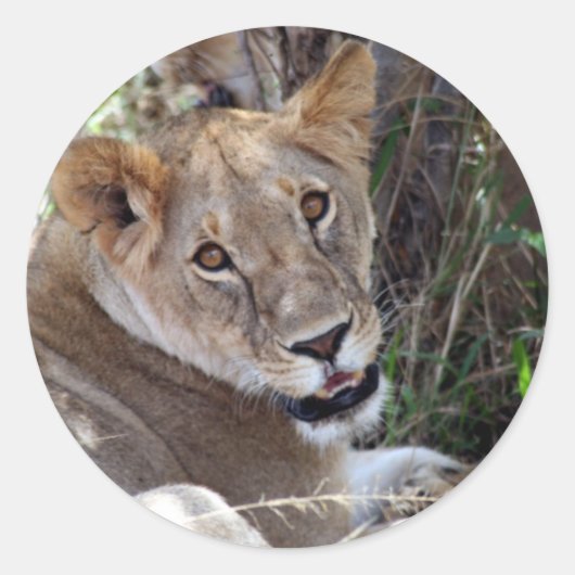 Löwenfront Runder Aufkleber (Vorderseite)