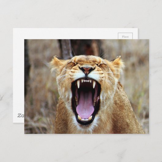 Löwengähne Postkarte (Vorne/Hinten)