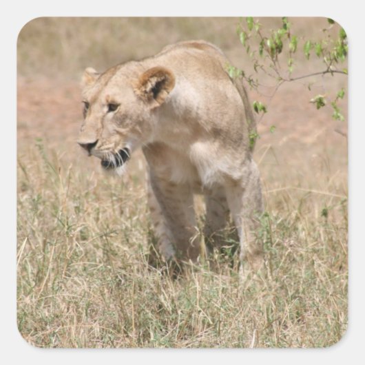 Löwengang Quadratischer Aufkleber (Vorderseite)