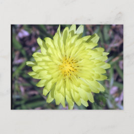 Löwengelbe Blume Postkartenüberquerung Postkarte