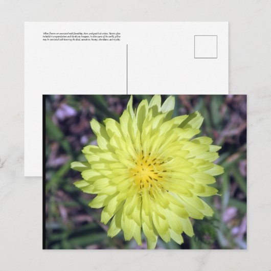 Löwengelbe Blume Postkartenüberquerung Postkarte (Vorne/Hinten)