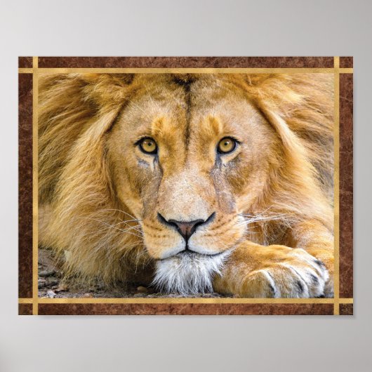 Löwengesicht Foto Poster (Vorne)