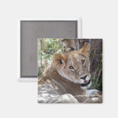 Löwengesicht Magnet (Vorderseite/Rückseite)