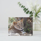 Löwengesicht Postkarte (Stehend Vorderseite)