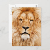 Löwengesicht Postkarte (Vorne/Hinten)