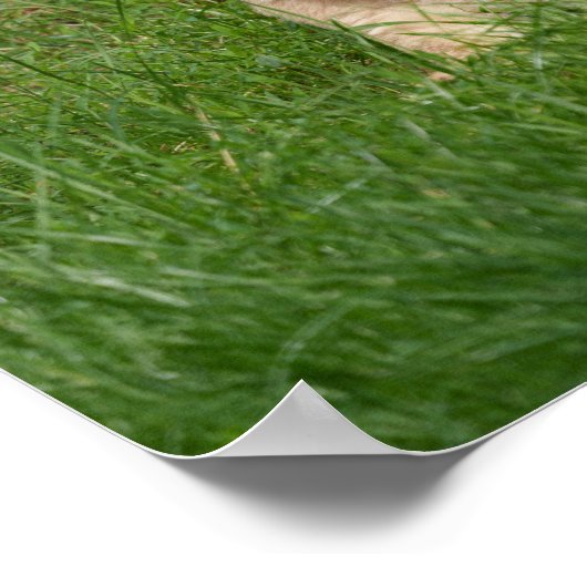 Löwengürtel im Gras Poster (Ecke)