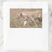 Löwenhengst Rechteckiger Aufkleber (Tasche)