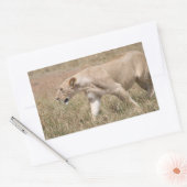 Löwenhengst Rechteckiger Aufkleber (Umschlag)