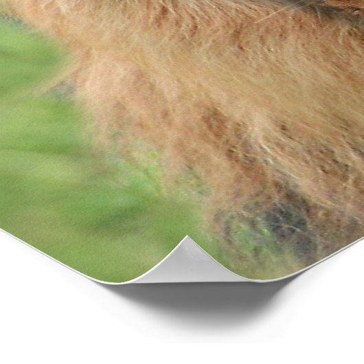 Löwenhund Poster (Ecke)