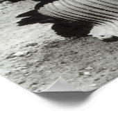 Löwenische Hauptstadt aus der Säule des Kaisers As Poster (Ecke)