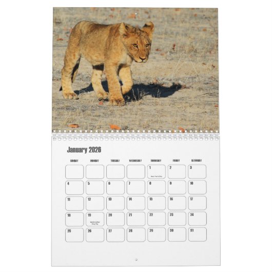 Löwenkalender Kalender (Jan 2026)