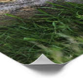 Löwenknochen auf log, Panthera leo, Masai Mara, 2 Poster (Ecke)