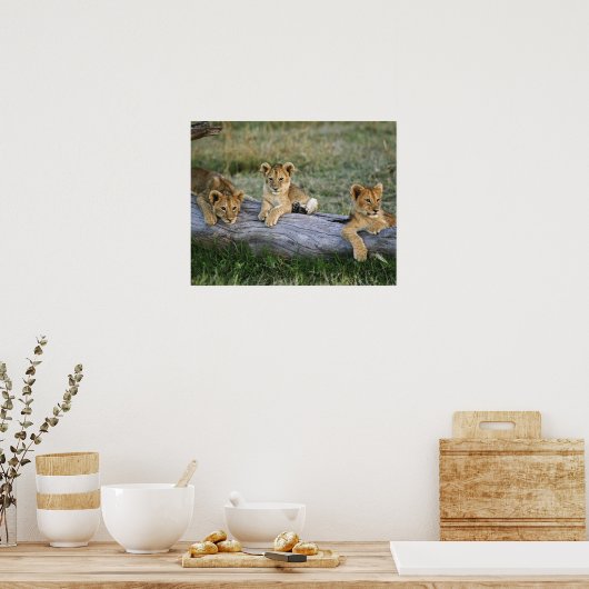 Löwenknochen auf log, Panthera leo, Masai Mara, 2 Poster (Küche)