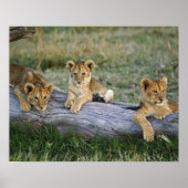 Löwenknochen auf log, Panthera leo, Masai Mara, 2 Poster (Vorne)