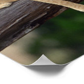 Löwenknochen liegen in einem Zweig , Kenia , Afrik Poster (Ecke)