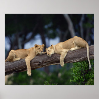 Löwenknochen liegen in einem Zweig , Kenia , Afrik Poster
