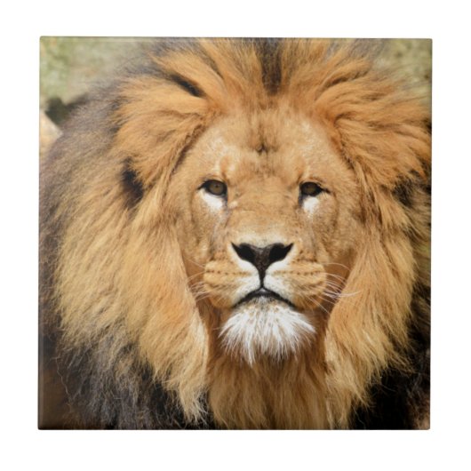 Löwenkopf Fliese (Vorderseite)