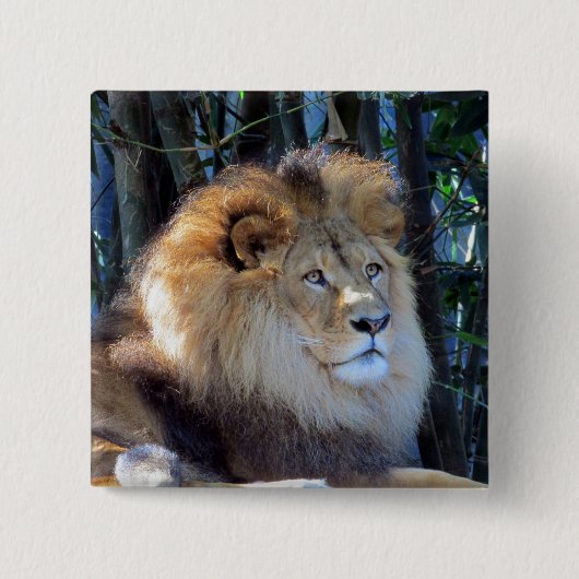Löwenmane Button (Vorderseite)
